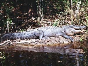 American Alligator