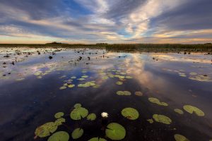 Bayou Sauvage National Wildlife Refuge, New Orleans, Louisiana